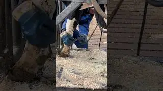 We Are Preparing the Cow For Nail Trimming #hooftrimming