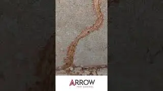 Termite mud tube broken open in New Jersey