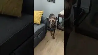 @pawstoclaws5 