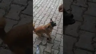 kutta wala | kutte ke video | kutta | kutta wala video #shorts