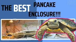 Bioactive Pancake Tortoise Enclosure
