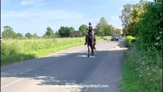 Jal video UK hacking www.andalusianhorsedirect.com