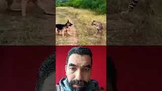 #animals #wildlife #dog #viral #duet #edit #reaction #movie