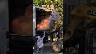 Moving a Giant Pumpkin #dontdropit #giantPumpkins #gardenofgod #easy