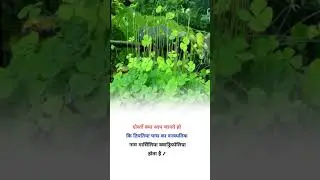 four leaf clover botanical name #shorts agriculture
