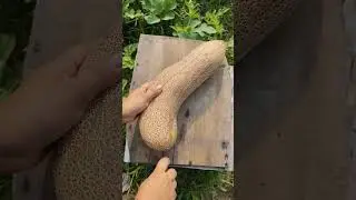 Harvesting giant cucumber🥒🥒 #cucumber #ytshorts #viralvideo #viralshort #shortvideo #shorts ✨