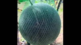 When to harvest a Sugar Baby Watermelon - 3 quick tips!