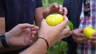 Zucchiolo en C&oacute;metelo - Canal Sur TV