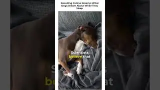 Do Dogs Dream? The Fascinating Science Behind Canine Sleep #shorts