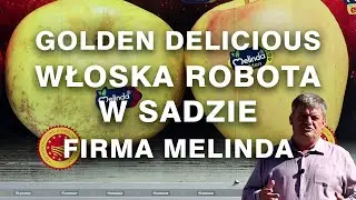 Golden Delicious. Włoska robota w sadzie. Firma Melinda Zbyszek Marek