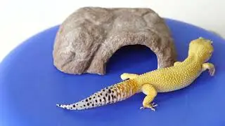 Top 5 Small Pets for Kids!