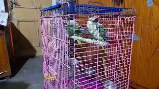 Talking Raw Parrot making different sounds