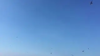 Rondini in volo