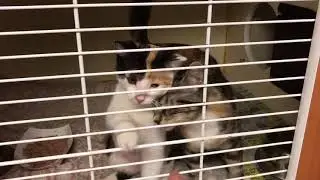 Meet Starfish a Domestic Shorthair currently available for adoption at Petango.com! 8/20/2017 8:18:0