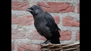 Young Western jackdaws (jonge Kauwen)