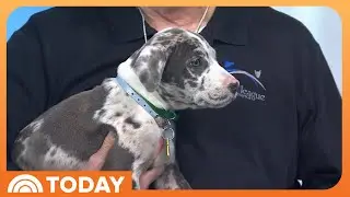 Meet the Cats and Pups of the 2026 Great American Rescue Bowl