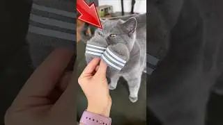 CAT'S HAIR used to make SLIPPERS! 🐱 😂#cat #cute #cats #funnycats