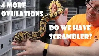 DO WE HAVE SCRAMBLER IN OUR ORANGE DREAM COMBOS? + 4 MORE OVULATIONS + GOOD SIZE FOLLICLES BUILDING