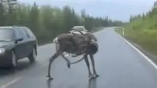 Reindeer on the road TTT8 crach cars
