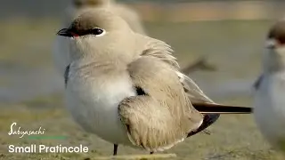 Small pratincole