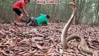 King cobra threatens a sleeping man in the forest. || Giant King Cobra Hunter