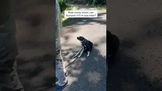 Why walk when you can roll? Summit rates this trail 5 ⭐️&rsquo;s for good rolls 😂 #dog #dogs #dogshorts