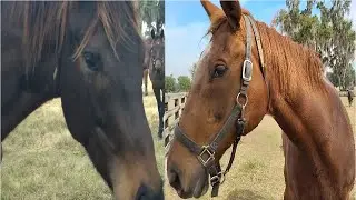 Meet Chocolate And Coffee On Christmas Eve #horselover #farmlife #esquestrian