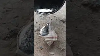 Aluminum Snail Shell: Art, Science, and Purpose #shorts #viralvideo #reels