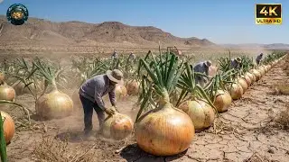 The Scorched Onion Fields – Curing Onions Naturally in a Sunburned Basin