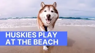 SIBERIAN HUSKY | Beach Play Day