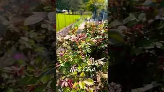 Double knock out rose | Pruning to Spring Transition!