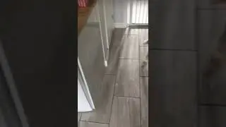 Doggy Showdown