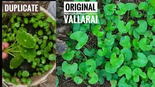 Original and duplicate Vallarai/Brahmi/Gotu kola/Centella asiatica | வல்லாரை