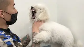 잔뜩 화가 난 강아지 미용하기