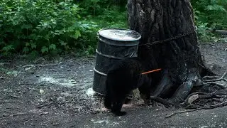 ALASKA RIVER BLACK BEAR ARCHERY HUNT