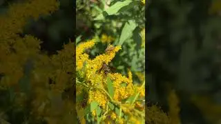 A honeybee and a wasp pollinating and drinking goldenrod nectar #honeybees #wasp  #bees #pollinators