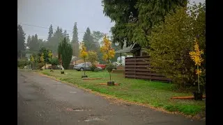 Tacoma's New Street Tree Ordinance