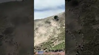 Herd of Sheep Running Down a Hillside