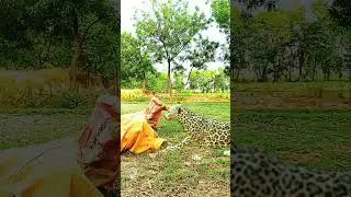 Leopard 🐆 Attacks oh oh  Big Fight #vfx #animals #animation #wildlife #leopard