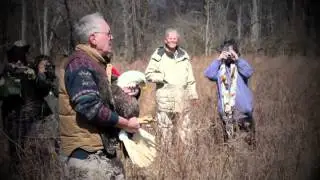 Bald Eagle Release