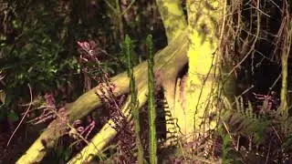 Cedar Point Perserve in Jacksonville, Florida part 4