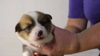 Red ID Boy - AKC Pembroke Welsh Corgi puppy in Arkansas. Corgi born 10/8/25 from Lilo & Tod.