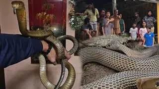 DALAWANG COBRA SA GILID NG TAHANAN
