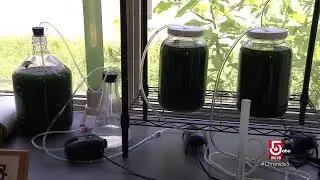 Microalgae is packed with nutrients and flavor