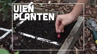 Uien planten! - Maxim's Moestuin #31