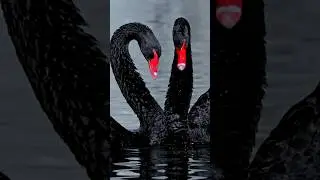 The unusual behavior of swans#animals #shorts #swan