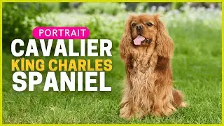 Cavalier King Charles Spaniel | Charakter, Haltung & Gesundheit | Rasseportrait