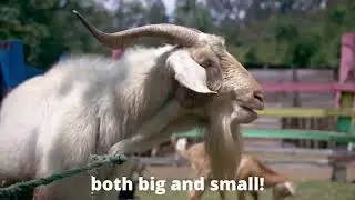 Gigi the Goat&rsquo;s Mountain Song
