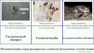 Млекопитающие, отряд рукокрылые, семейство Бульдоговые летучие мыши складчатогубы mammal None Army