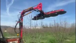 Potatura Meccanica noccioleto in fase di allevamento www.noccioloservice.com